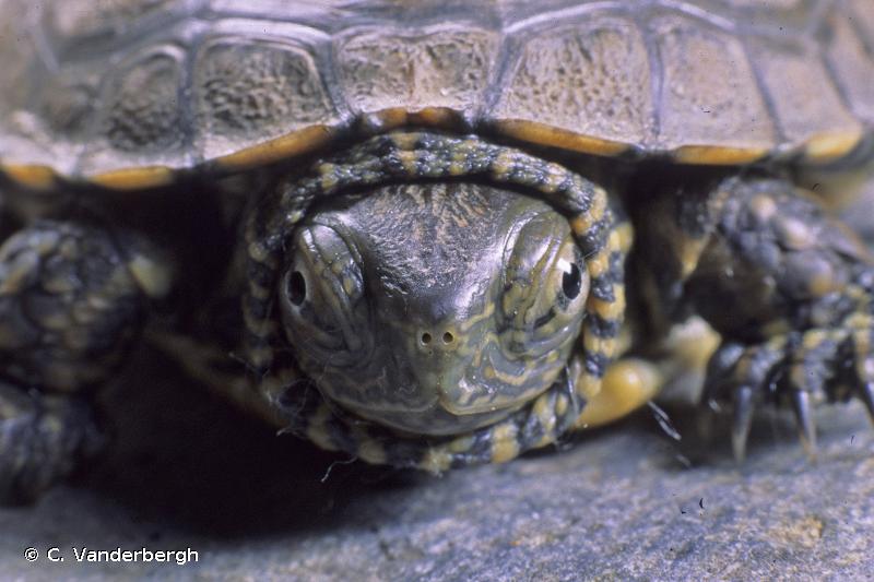 Mauremys leprosa